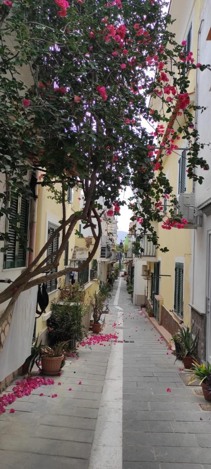 הוילה איסקיה La Casa Rosa Di Giulia מראה חיצוני תמונה